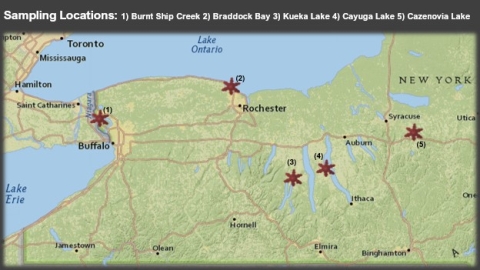 A map of the western part of New York with sampling locations demarcated with six-pointed star shapes. The sites are numbered and match a key that says "Sampling Locations: 1) Burnt Ship Creek 2) Braddock Bay 3) Keuka Lake 4) Cayuga Lake 5) Cazenovia Lake." Burnt Ship Creek is near Buffalo on the Niagara River, Braddock Bay is by Rochester on Lake Ontario, Kueka Lake and Cayuga Lake are both in the Finger Lakes region, and Cazenovia Lake is southeast of Syracuse.