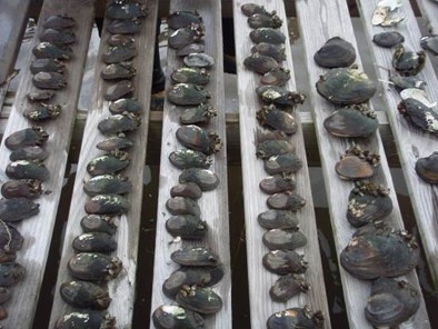 rows of collected freshwater mussels of various sizes and shapes gathered on the boards of a picnic table