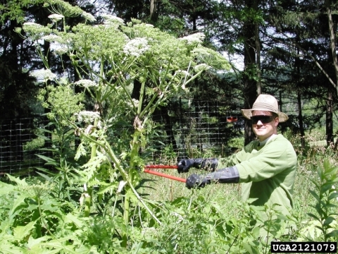 A person wearing gloves uses large shears to trim a plant with white flowers that is taller than they are.