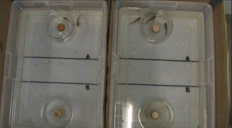 An experiment with two tubs of water, with four dishes in each. The two dishes at the top contain fish, and the two at the bottom are vacant. There is one fish in each tub and both are next to the dish with other fish instead of the vacant one.