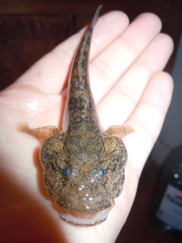 A brown fish with a wide head held out on a person's hand.