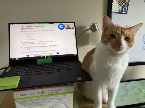 A cat sits on a desk next to a laptop computer stacked on some books to make it taller. There is a presentation on the computer with a video of a person in the upper corner of the screen.