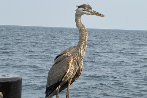 a juvenile great blue heron perches on the railing of a boat in a large lake