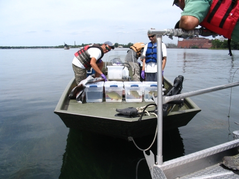 Two people on a boat approach a dock. On the front of the boat are four clear plastic tubs with water and one large fish inside each.