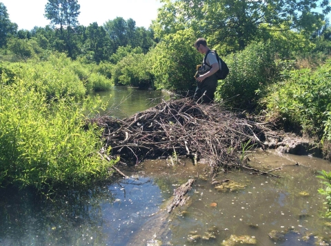 A person wades in a small stream that is blocked by woody debris.