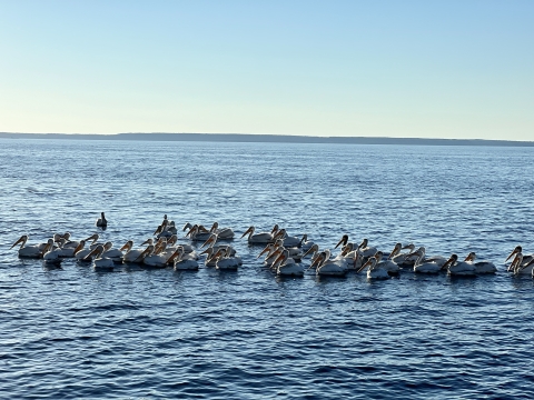 A flock of pelicans sitting on the surface of a large body of water.