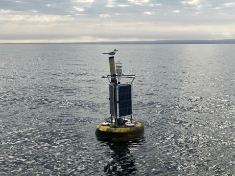 A sea bird perches on the top of a buoy