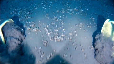 Underwater footage of the muddy bottom with mussels. Two skis are visible at the edge of the frame, and the skis are kicking up a wake of sediment.