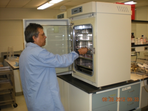 A person with medium skin tone wearing a lab coat putting samples into an incubator