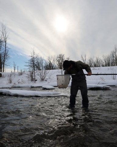 A person standing in a creek in winter, leaning over to look into a net they are holding. The creek is wide but shallow and there is a snowy hill.