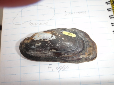 a freshwater mussel with a numbered tag sitting on a notebook with some notes on the specimen's shape, sex, and presence of eggs