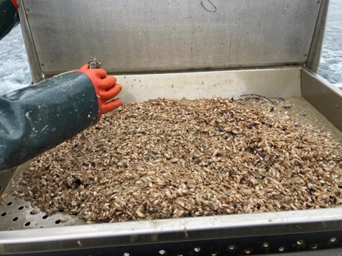 A gloved hand holds a crustacean above a large metal tray full of dreissenid mussels aboard a boat