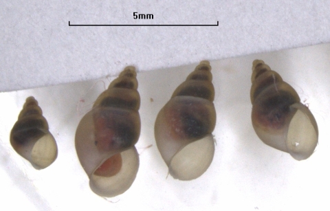 Four snails next to a 5mm scale bar, the largest is about 5mm. The conical shells are translucent and show the animals inside the shell.