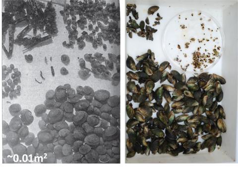Two images side by side of mollusc samples. Left is a scanned book image with quarter-sized clams taking half of the image, and a variety of smaller snails and clams. Right is a contemporary image of a sample that is more than half filled with quarter-sized dreissenid mussels, some smaller mussels, and a petri dish with tiny snails.