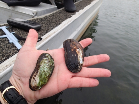 A hand with two mussels on it, near a boat in water.