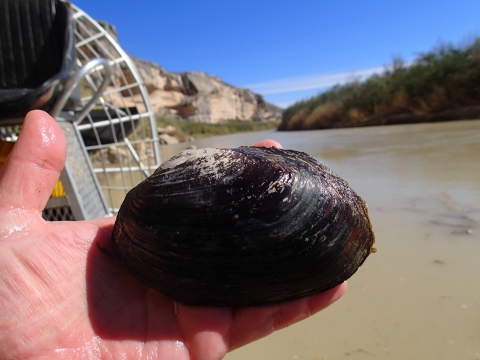A hand holds a mussel. In the background is a muddy river with a cliff.