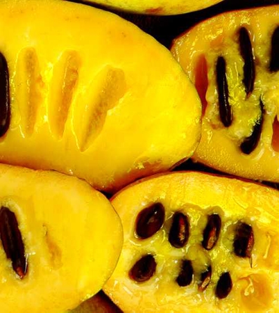 Several fruits cut in half to show soft yellow pulp with two rows of large brown seeds.
