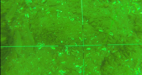 Green-tinted view of the bottom of the river with a cross frame separating the view into four quadrants. Several small fish swim on the left side of the screen. There are also mussel shells on the mud.