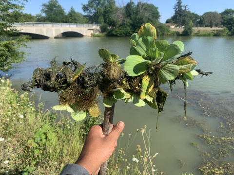 A hand holding up a rake full of aquatic plants at the edge of a waterway by a bridge