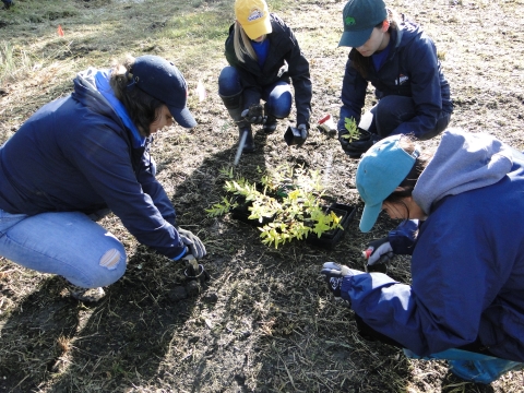 Four people kneel on the ground, planting small plants in the soil.