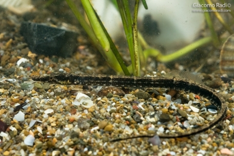 A very long and narrow black fish in an aquarium.