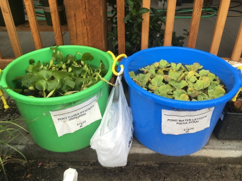 Two buckets of water plants for sale with a plastic bag between them. One is labeled "pond water hyacinth Eichornia $2.99," the other is "pond water lettuce Pistia strai $2.99"