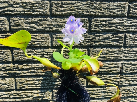 A water plant with showy light purple flowers with a darker purple and yellow spot, and leaves with air bladders on the stems, shown against a brick wall