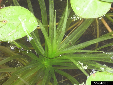 an underwater plant with many translucent grassy leaves