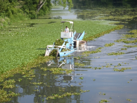 A person drives a floating tractor to gather up weeds floating in the water.