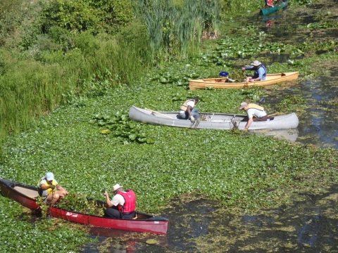 People in three canoes pull thick vegetation out of the water by hand.