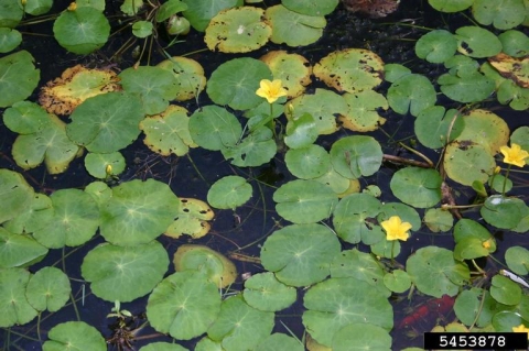 lily pads on the surface of the water, with a few yellow flowers with five petals
