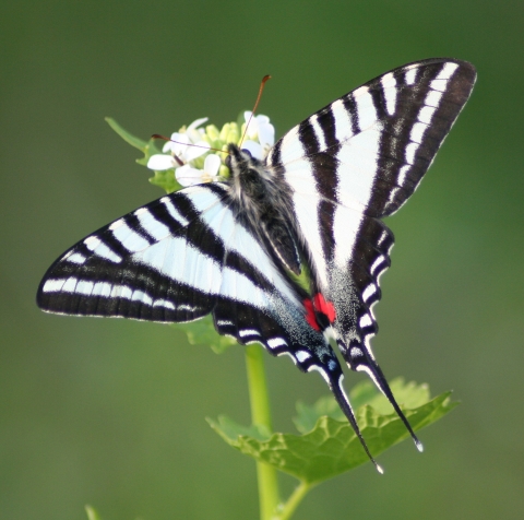 A black and white striped butterfly on a white cluster flower. The butterfly has swallowtails and a red spot near the lower center of its wings below its abdomen.