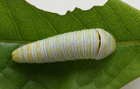 A green, white, and yellow striped caterpillar on a leaf that has been partially eaten.