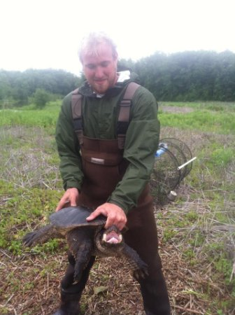 A person wearing chest waders holds up a large snapping turtle. The turtle, which they hold carefully by its shell, is the size of a small dog.