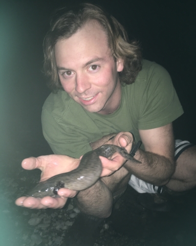 A person holds a dark salamander in their hands at night. The salamander is at least as long as both hands.