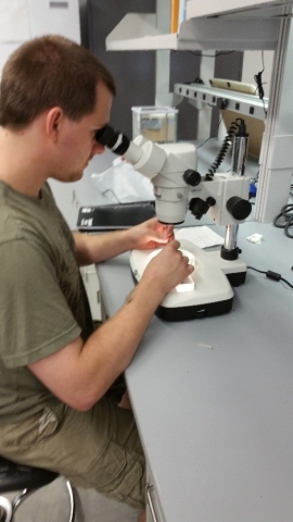 A person uses a dissecting microscope in a lab