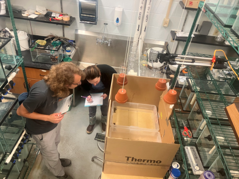 Two people in a lab with racks of aquaria write observations on clipboards about an experimental setup: two shallow clear tubs inside a large open cardboard box blind, with four ceramic pots and a camera suspended above it, with a few crayfish in the tubs.