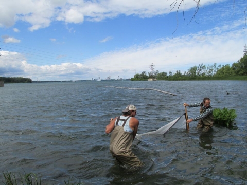 Two people in chest waders pull a net through hip-high water.