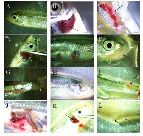 Nine pictures of various features on small fish during dissection.