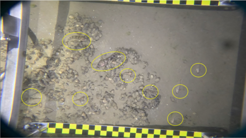 Underwater video still of the lake bed with quagga mussels and fish circled by an editing program, a metal frame with scale bars visible on the edge of the frame