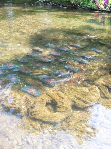 Several mesh bags with leaves sit at the bottom of a creek with mats of algae
