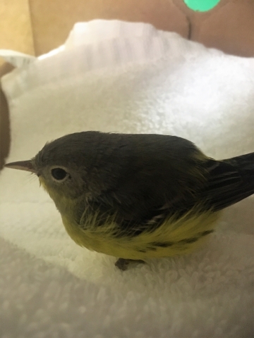 A small bird with a greenish grey back and yellow underside sitting on a towel.