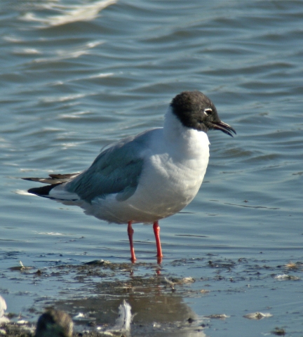 A gull with a black head, white body, and grey wings stands in shallow water.