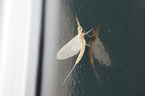 mayfly adult on a shiny black vertical surface