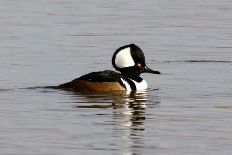 A duck with a dramatic black and white head, black and white body, and brown wings sits in the water.