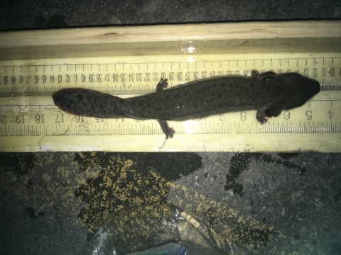 A dark salamander sits on a ruler. It is about 13" long.