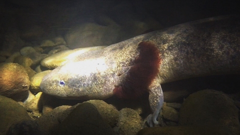 Underwater image of a brown salamader with bright red gills.