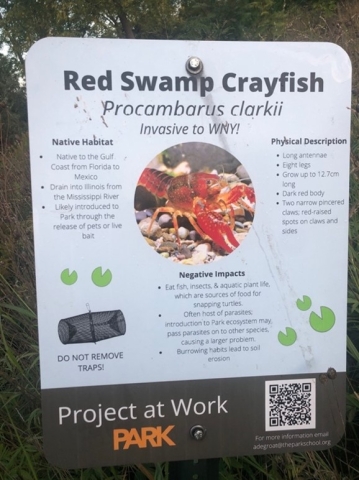 A sign about Red Swamp Crayfish