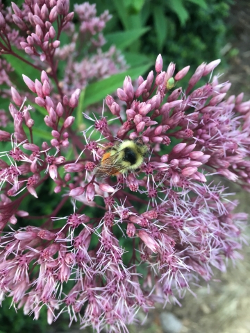 A fuzzy yellow and black bee with an orange stripe on its back is on a cluster of purple flowers.