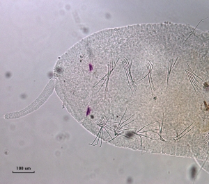 Photomicrograph of a slide mounted worm. The head has an eyespot and a proboscis. The first 4 segments have ventral chaetae but not dorsal chaetae.